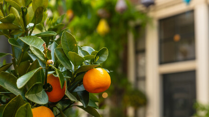 Mandarine vor unscharfen Hintergrund mit Grün und Fenster
