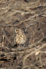 The long-eared owl (Asio otus) in Japan