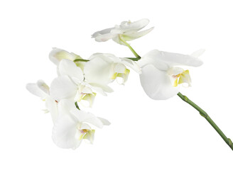 Fototapeta premium Branch with beautiful orchid flowers isolated on white