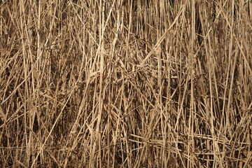 Graminée Carex sèche dans un parc