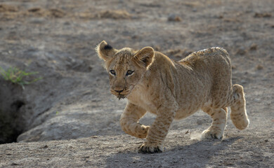 lion cub in the wild