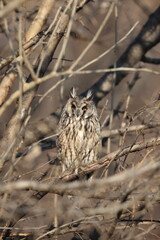 The long-eared owl (Asio otus) in Japan