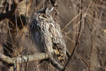 The long-eared owl (Asio otus) in Japan