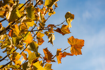 Orange leaves in autumn
