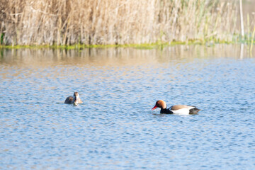 Red-crested pochard (Netta rufina) in the National Park of Las Tablas de Daimiel