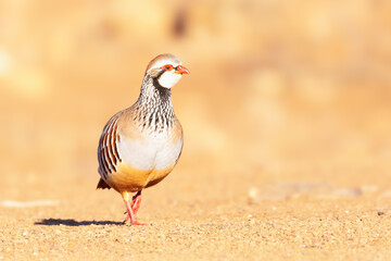 Red-legged partridge (Alectoris rufa) taken in Penalajo, Ciudad Real province, Spain