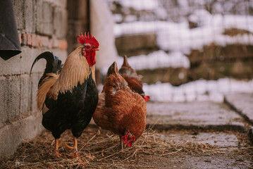 A rooster in the snow near the forest. Close-up with a domestic birds at the farm sitting with his chickens in the garden in winter season. Group of colorful hens close to nature
