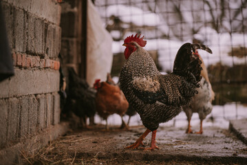 A rooster in the snow near the forest. Close-up with a domestic birds at the farm sitting with his...