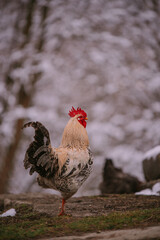 A rooster in the snow near the forest. Close-up with a domestic birds at the farm sitting with his chickens in the garden in winter season. Group of colorful hens close to nature