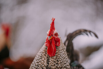 Portrait of a rooster in the snow near the forest. Close-up with a domestic bird at the farm...