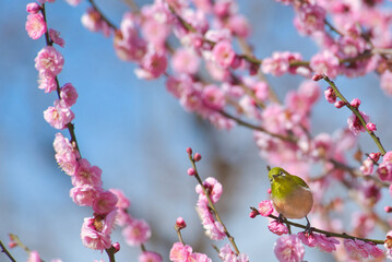 梅の花とメジロ