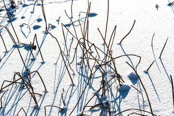 Rooting of residual lotus on the ice and snow covered river surface