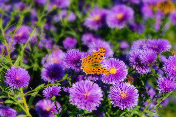 Butterflies dance on the Dutch chrysanthemum bushes, very beautiful