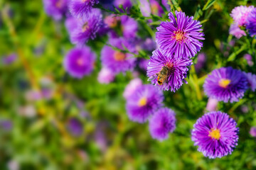 Butterflies dance on the Dutch chrysanthemum bushes, very beautiful