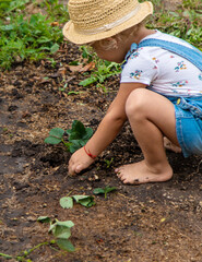 a child plants strawberries in the garden. Selective focus.