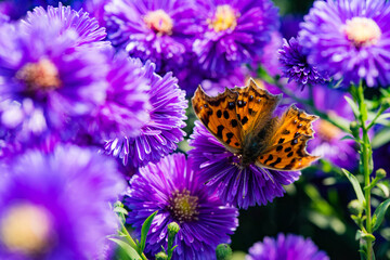 Butterflies dance on the Dutch chrysanthemum bushes, very beautiful