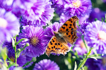 Butterflies dance on the Dutch chrysanthemum bushes, very beautiful