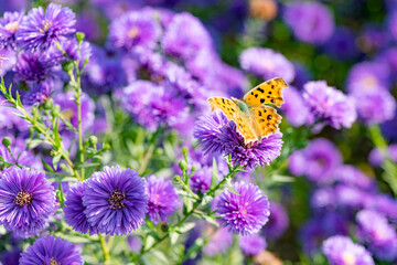 Butterflies dance on the Dutch chrysanthemum bushes, very beautiful