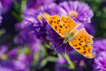 Butterflies dance on the Dutch chrysanthemum bushes, very beautiful