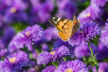 Butterflies dance on the Dutch chrysanthemum bushes, very beautiful