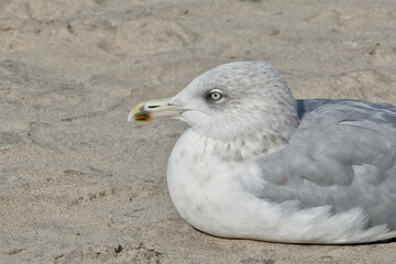 Portrait of a seagull on the beach