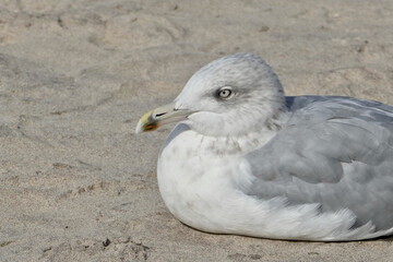 Portrait of a seagull on the beach