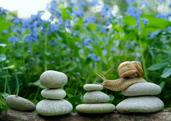 snail on zen stone pebbles in garden, natural green background. Symbol of spa, soul and body relax, life balance. concept of calmness, slow life. harmony of nature