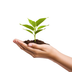 Hand holding young plant, isolate on cleane white background