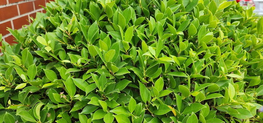 Ficus microcarpa known as Chinese banyan, Malaysia banyan, Tree in the fig family Morace. Thick, dark green leaves with tapered tips.Indian laurel is ornamental plant grown in garden.
