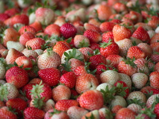 Fresh strawberries (unripe fruit and ripe fruit) picked from the farm in the morning. The strawberries are grown organically so they are still not dark red and have a sweet and sour taste. background
