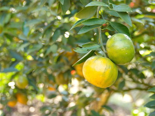 Tangerine orange farm full of ripe orange fruits. Ripe oranges hanging on branch at organic orange farm. Type of orange has thin peel, lots of seeds, and high in vitamin C. Blur background and bokeh
