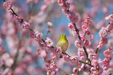 梅の花とメジロ