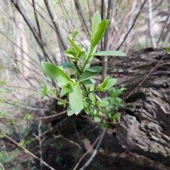 ground, garden, gardening, environment, 