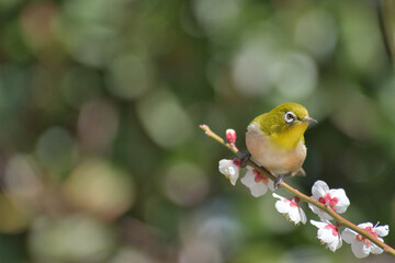 梅の花とメジロ