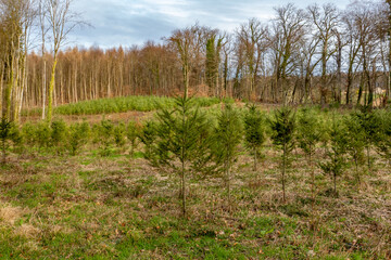 Fototapeta na wymiar Wiederaufforstung im Mischwald mit anpflanzen von jungen Bäumen