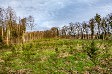 Wiederaufforstung im Mischwald mit anpflanzen von jungen Bäumen