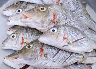 A group of caught fish
