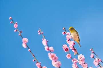 梅の花とメジロ