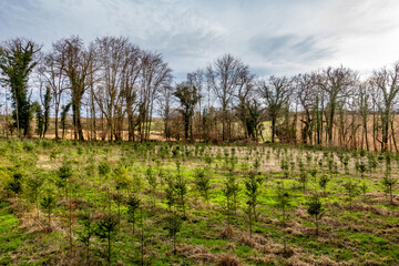 Fototapeta na wymiar Wiederaufforstung im Mischwald mit anpflanzen von jungen Bäumen