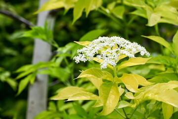 Beautiful elderberry flowers.