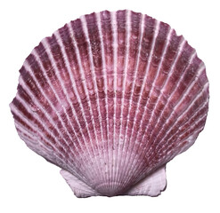Top view of purple scallop seashell isolated on transparent background, ocean, sea, beach, summer vacation design element, flat lay cut out.