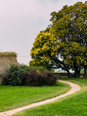 Fototapeta na wymiar Tree with a receding path at the Petrovaradin Fortress on a sunny day