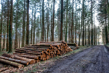 Frisch gefälltes markiertes und abholbereites Holz im Wald