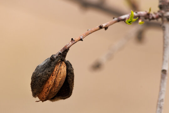 Vieja almendra solitaria en el extremo de la rama del almendro, Alcoy, España