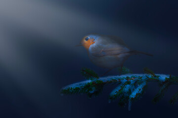 Cute bird robin. Wildlife photography under spotlight. Dark nature background.