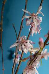 Early spring flower branches blooming inside the house. Macro shoots on a blue background. Easter celebrations.