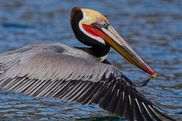 Brown Pelican Taking Off Over Water