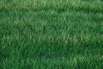 green grass field background