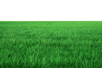 green grass field isolated on transparent background, png - Powered by Adobe
