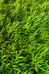 Bamboo leaf wall is a harmonious combination of natural materials and original design, it pleases the eye and creates an atmosphere of natural harmony and comfort.